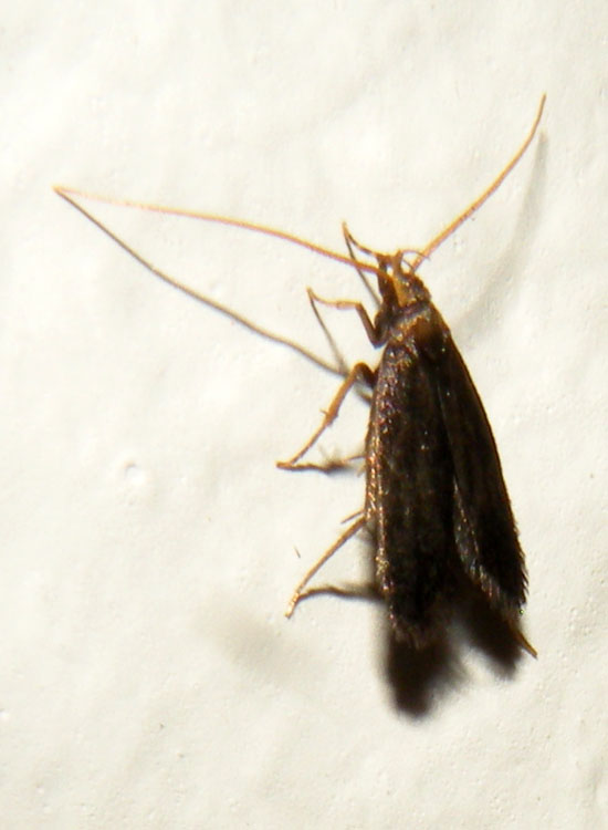 Lecithoceridae (forse)